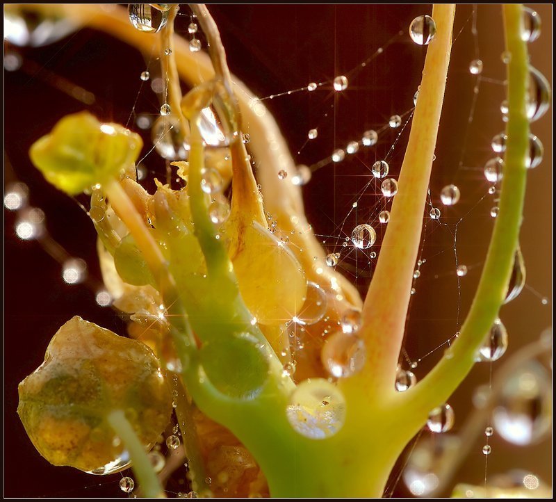 макро,капли,паутинка, В преддверии Нового года.photo preview