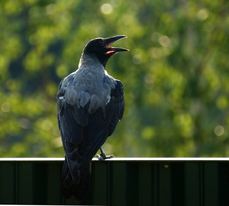 фотоохота, птица, ворона, природа, лето, Я не каркаю, а пою!photo preview