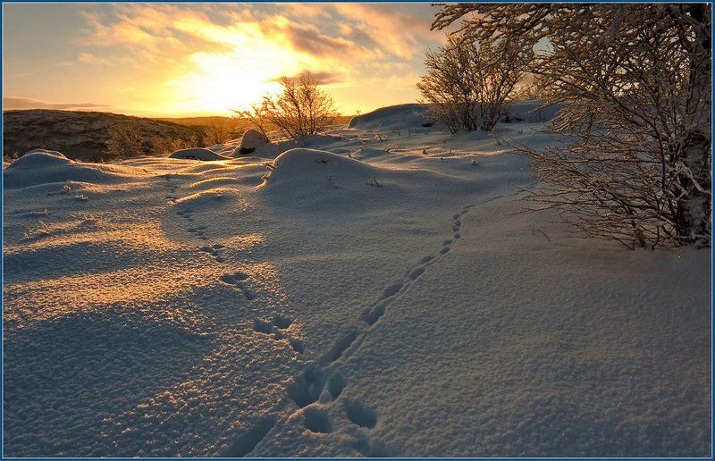 следы, заяц, лиса, сопки, снег, ноябрь, закат Разминулись...photo preview