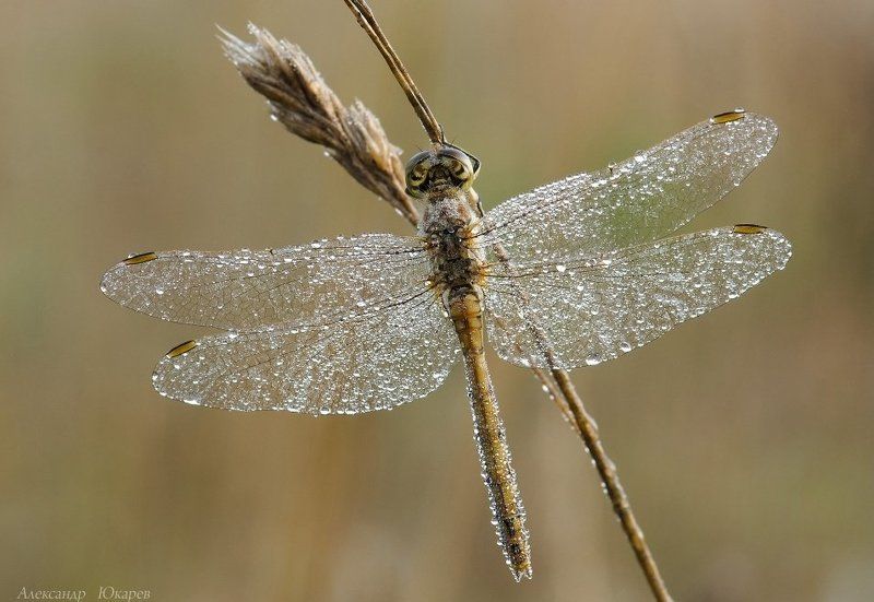 Бабье летоphoto preview