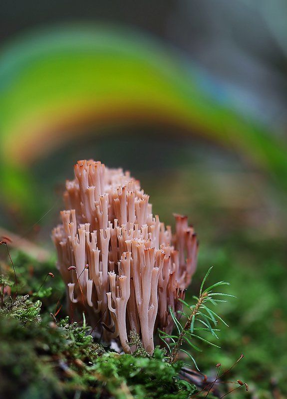 грибы, макропейзаж Catch The Rainbowphoto preview