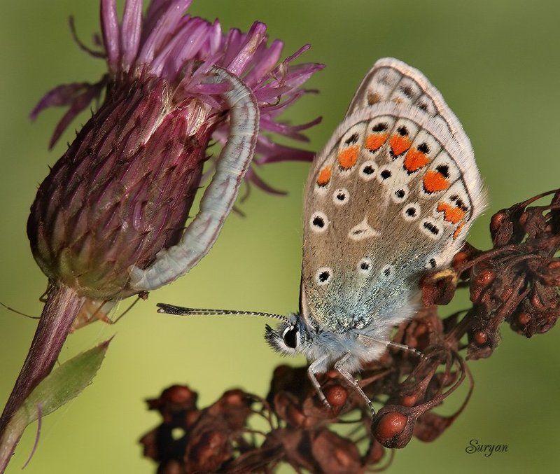 лето, бабочка, трава — Сеня, ты уже дошел до кондиции? — До какой? — До нужной.photo preview