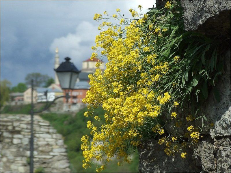 Приход весныphoto preview