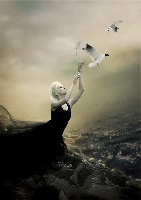 Fly again...photo preview