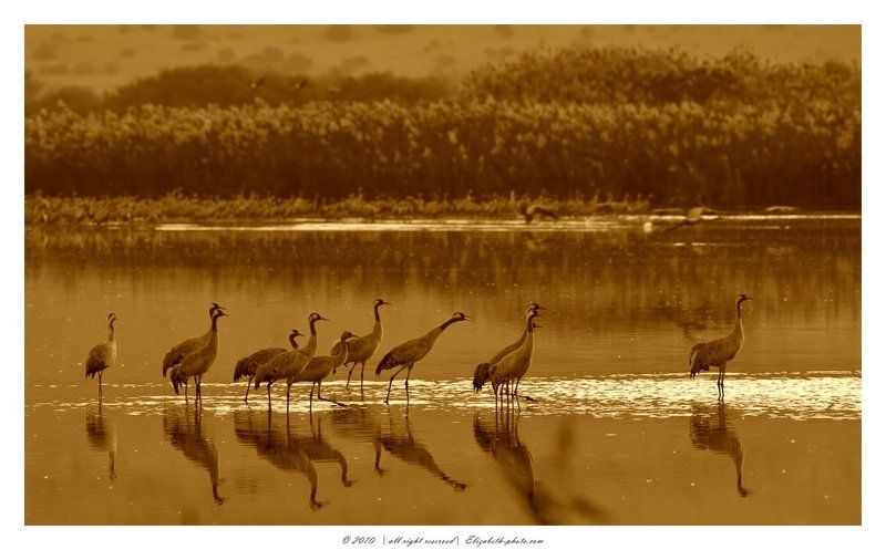 серый, журавль, grus, grus, ахула, израиль, перелетные, птицы Журавли на рассветеphoto preview