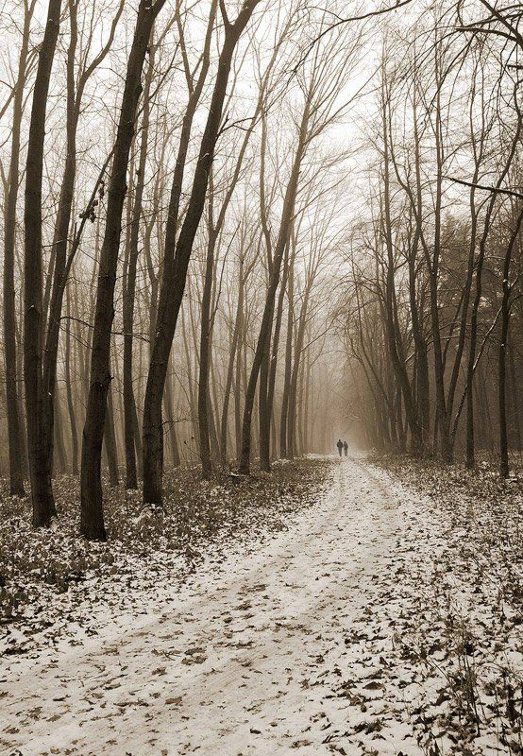 forest, vladikavkaz, жанр, сепия, перспектива, Konstantin Farniev