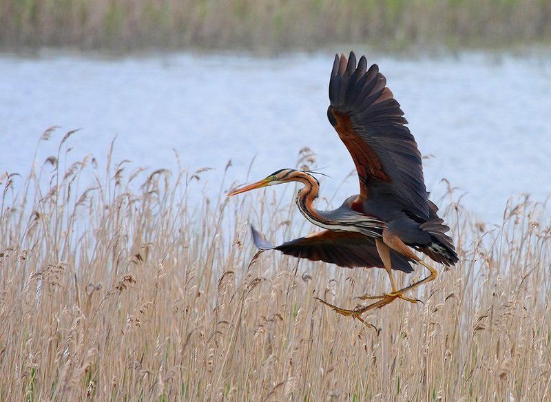 Ardea purpureaphoto preview