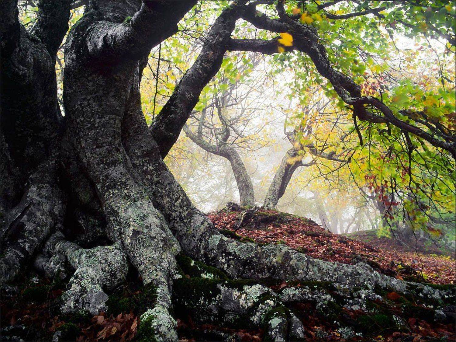 лес15. Автор: Алексей Пучков , Алексей Пучков