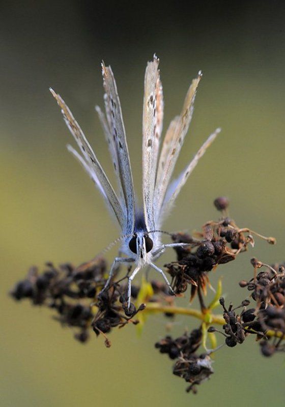 Разбуди меня, бабочка - четыре крыла...photo preview