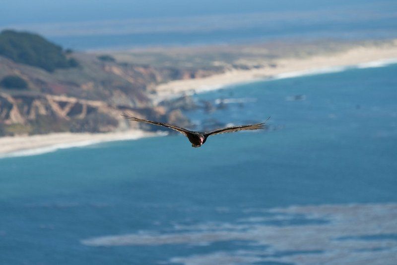 eagle, big sur, california, pacific, usa На охоте...photo preview