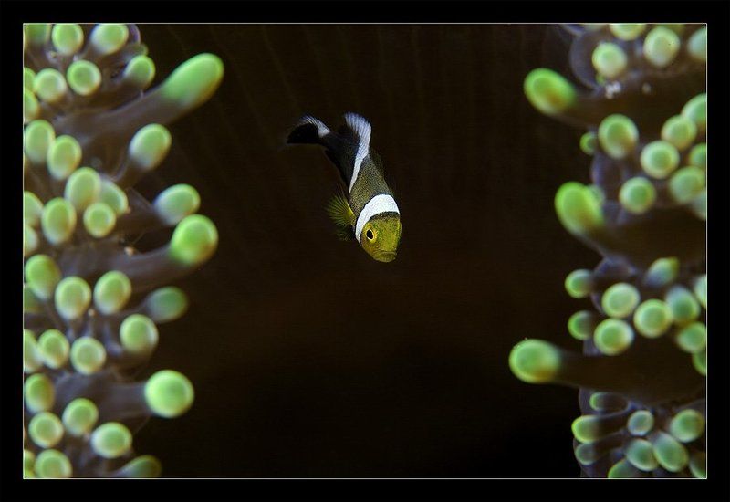 клоун, анемон, макро Дилеммаphoto preview