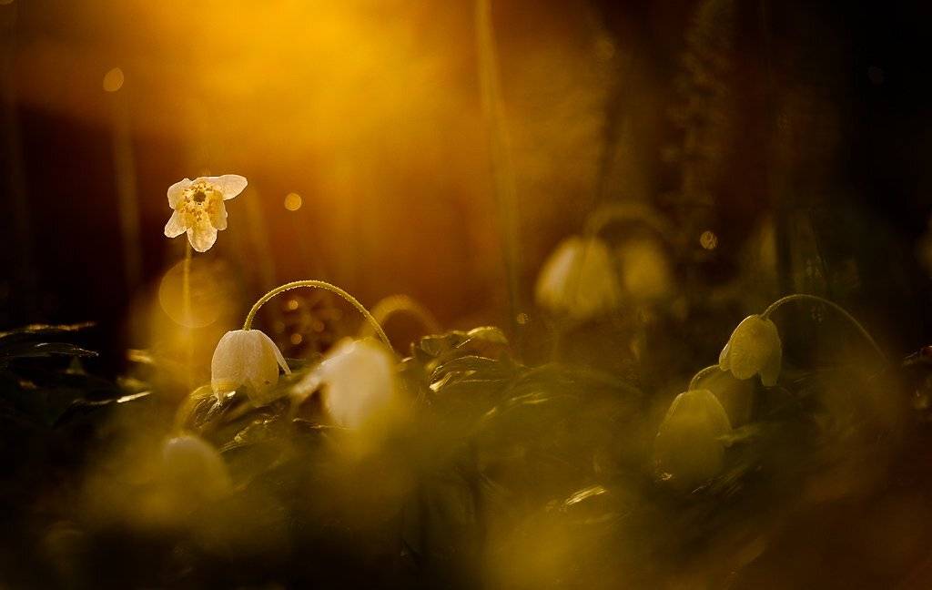 вечер, сумерки, цветы, Юлия