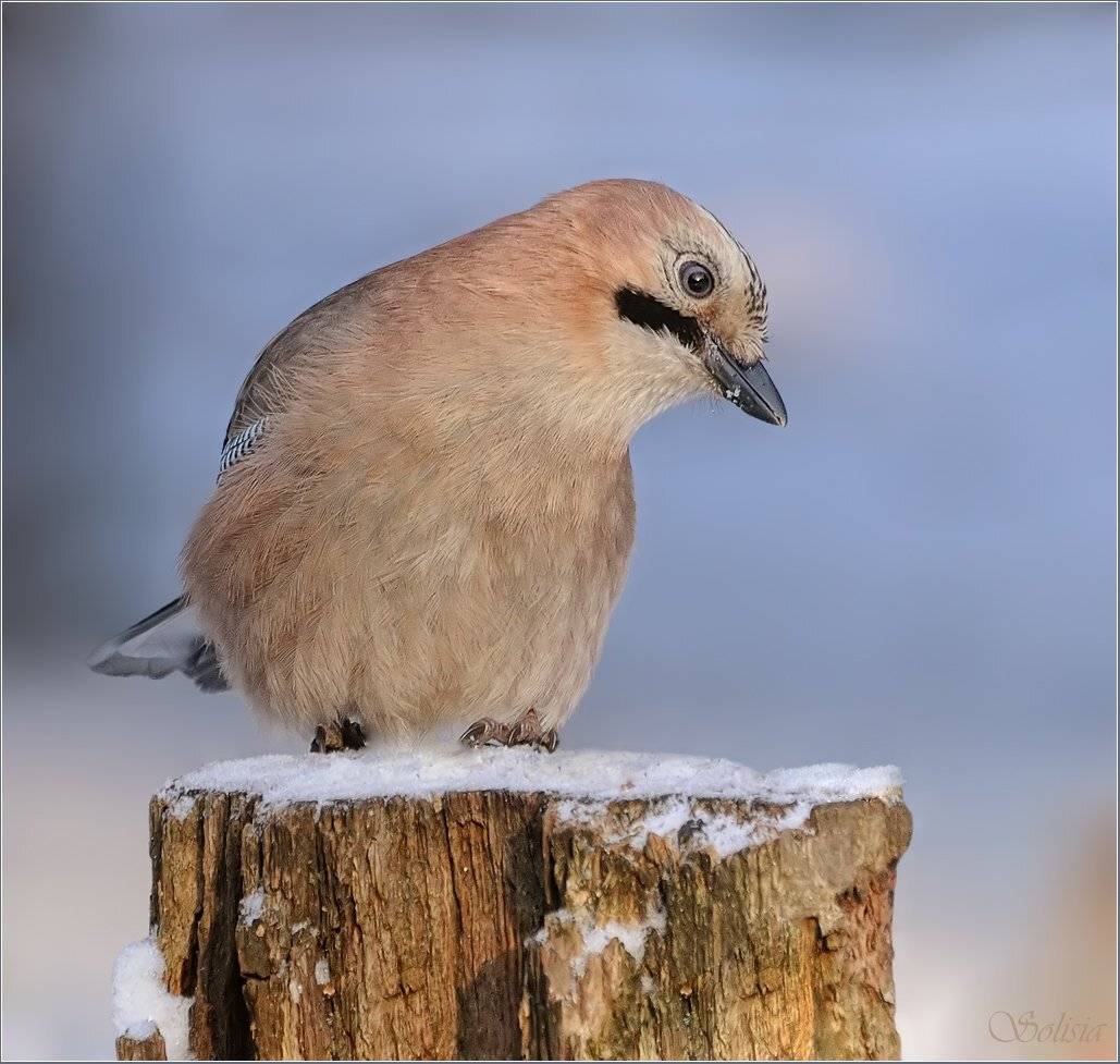 Задумчивая сойка. Автор: Солисия птицы, природа, сойка, зима, Солисия