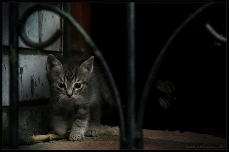 Тигры каменных джунглейphoto preview