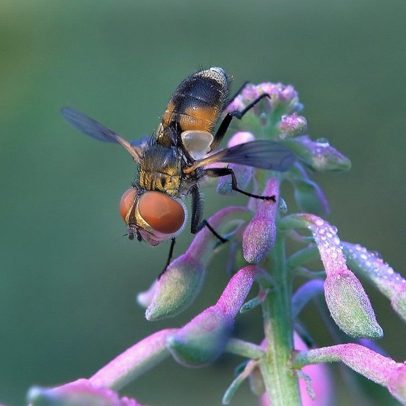 Мужик, дай телогрейку поносить… не видишь — мёрзнет девица в топике.photo preview