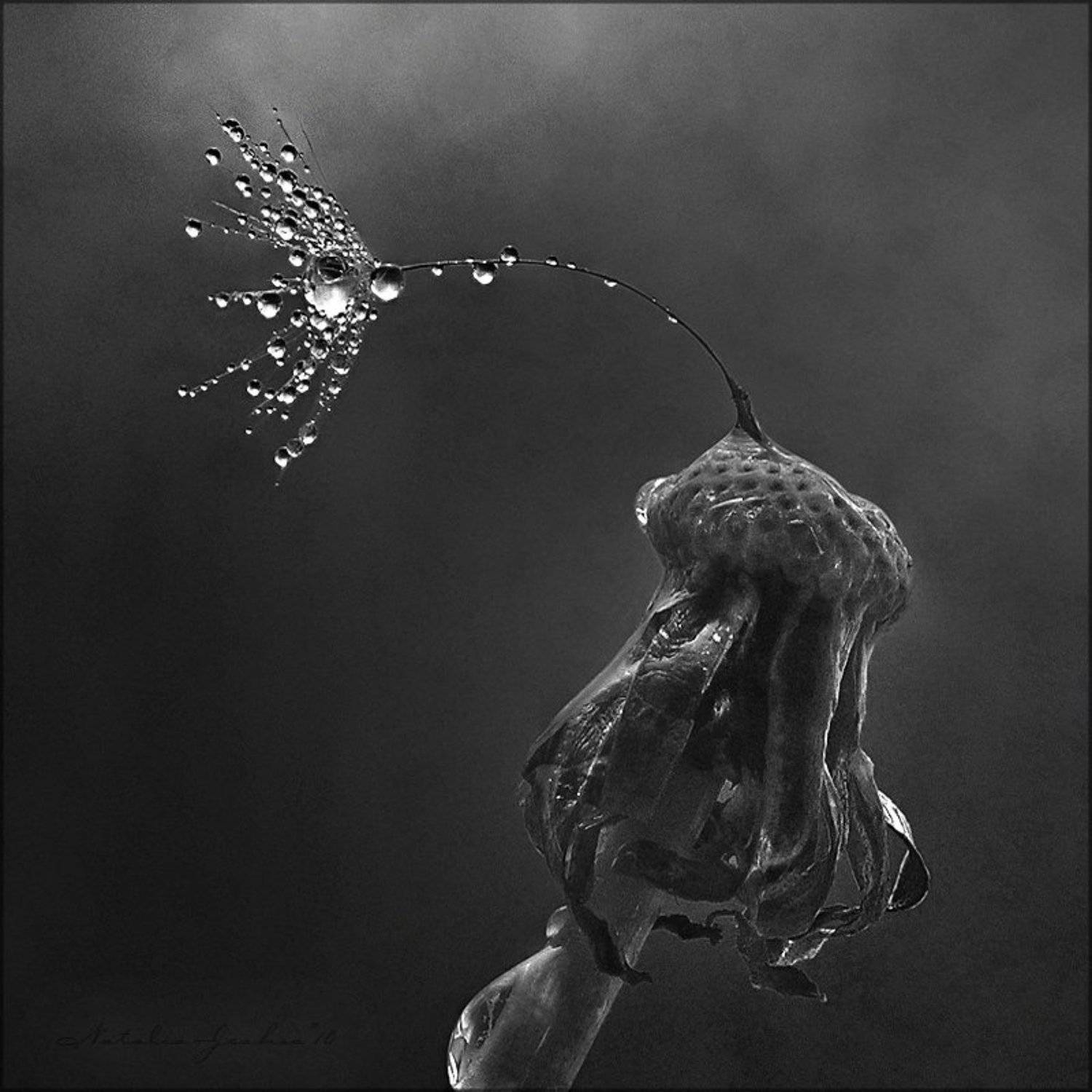 drop, water, air, капля, вода, воздух, natalia, jeshoa, art-macro, Natalia Jeshoa