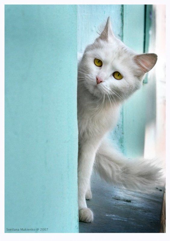 Обернусь я белой кошкойphoto preview