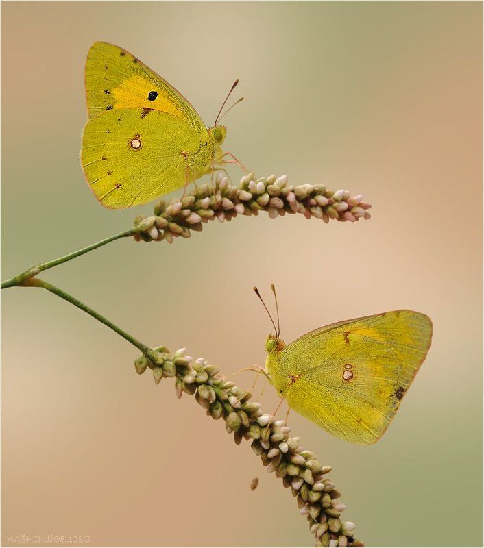 желтушки ***photo preview