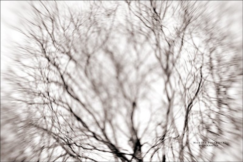 История одного дереваphoto preview