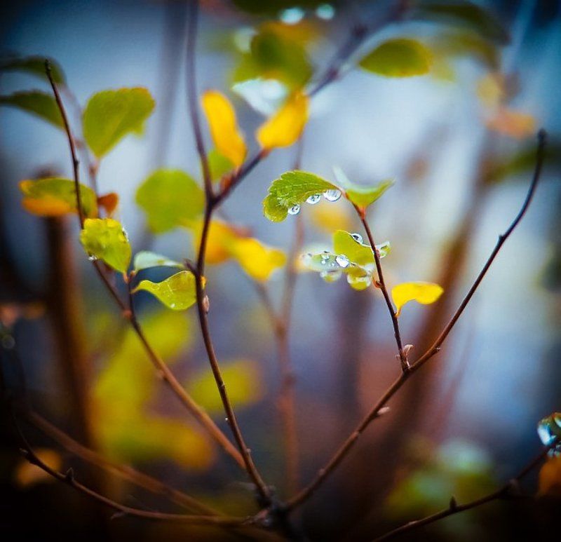 капли, дождь, листья, осень капельноеphoto preview