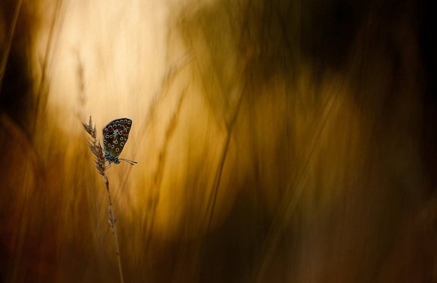 Сумерки голубянки. Автор: Юлия бабочка, вечер, Юлия