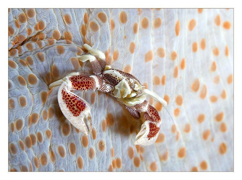 краб, анемон, ветрянка, индонезия Ветрянкаphoto preview