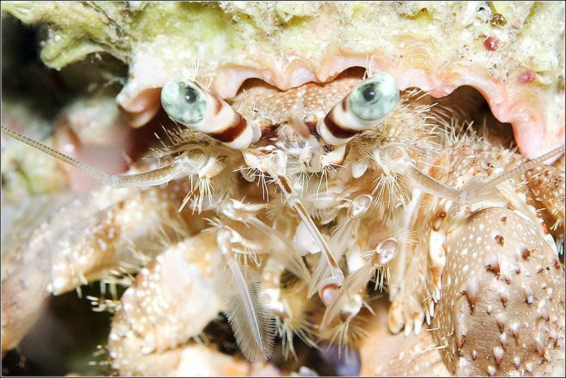 Схватка фото превью