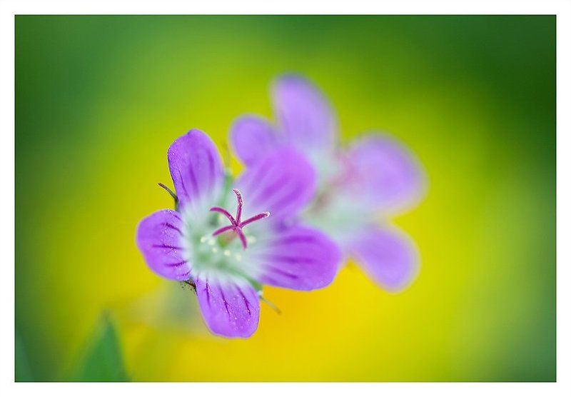 весна, нерезкое макро ***photo preview