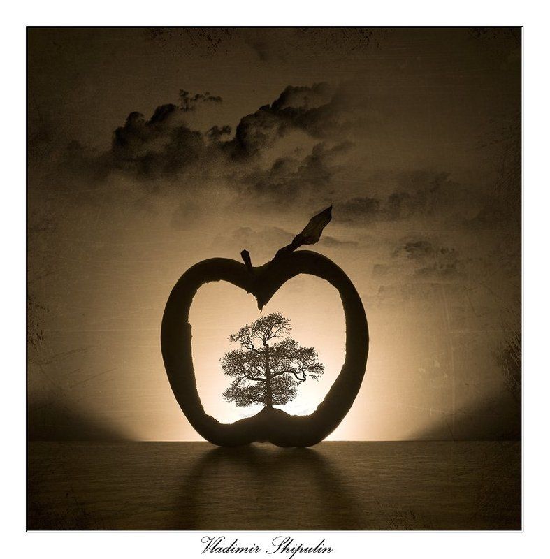 остров,острова,дерево,яблоко,натюрморт,море,океан,владимир,шипулин ОСТРОВ...photo preview