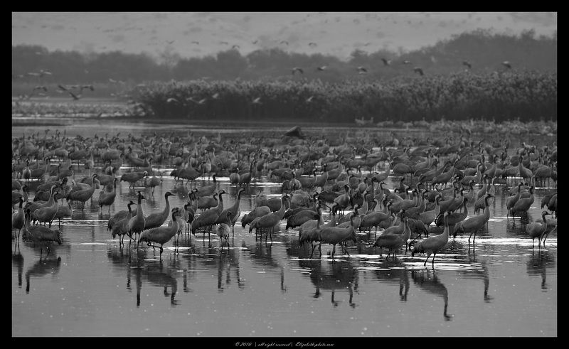 серый, журавль, grus, grus, ахула, израиль, перелетные, птицы Стая журавлейphoto preview