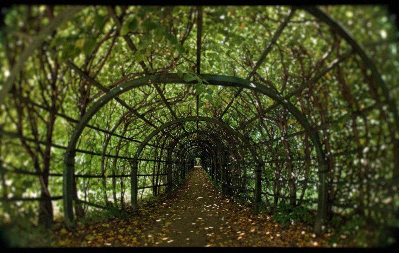 по следам Алисы..photo preview