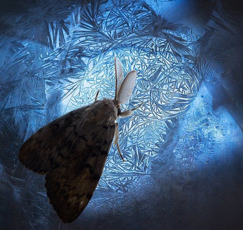 опять метельphoto preview