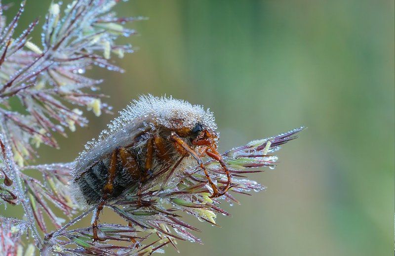 жук, роса Дед мороз для стрекозphoto preview