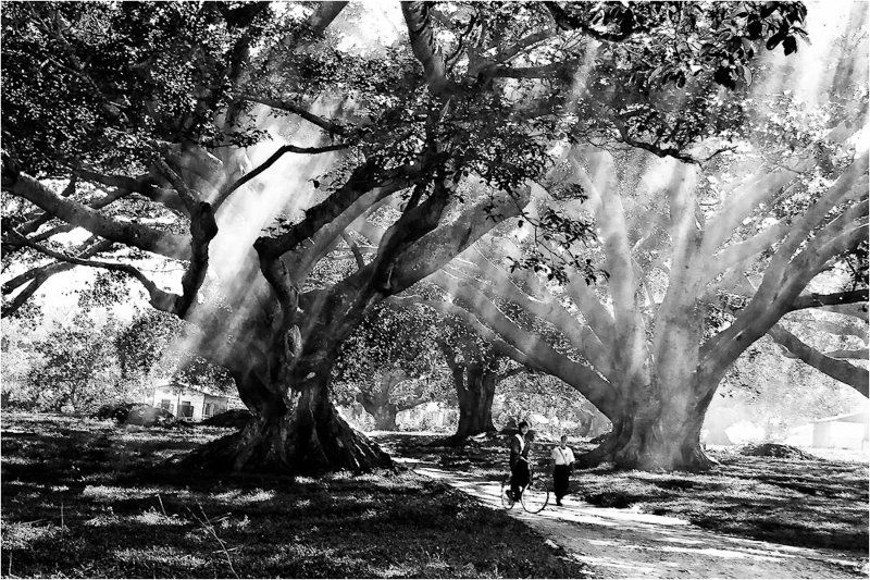 мьянма,пиндая,фикус Игры света...photo preview