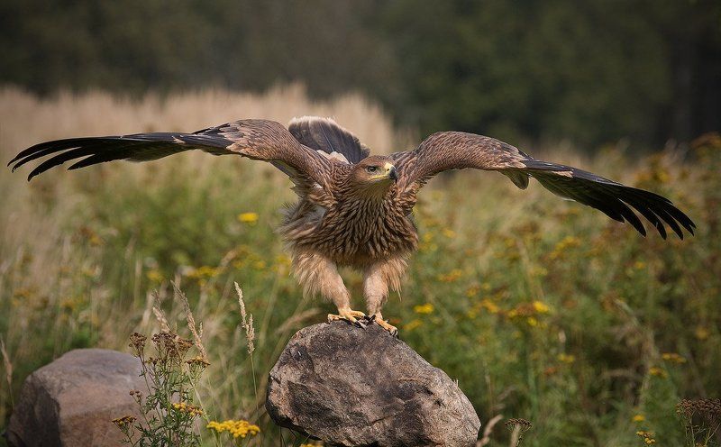 Ми какаем....photo preview