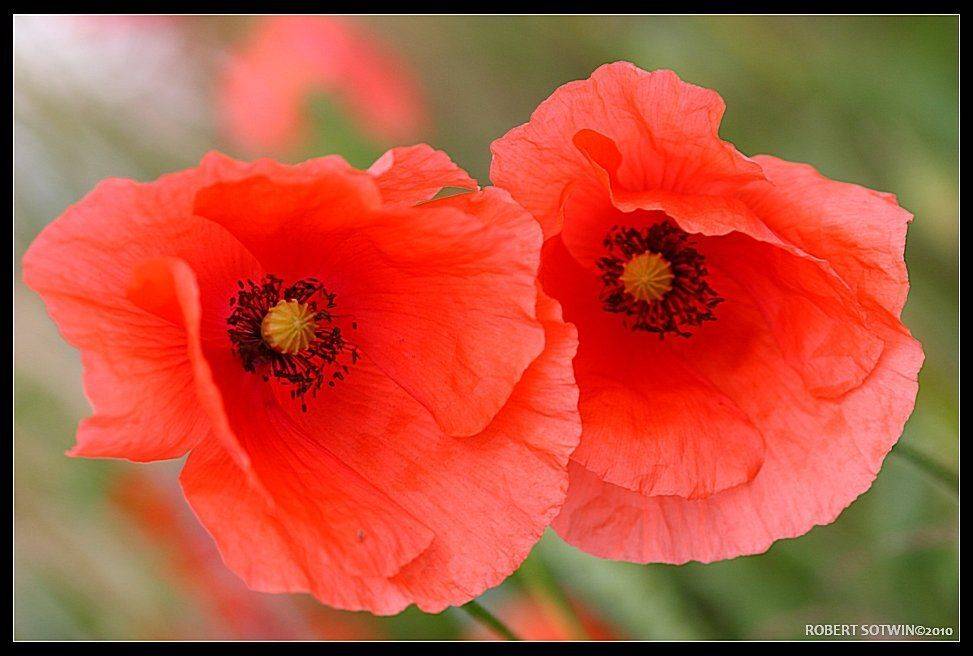 Две сестры.. Автор: Robert , Robert