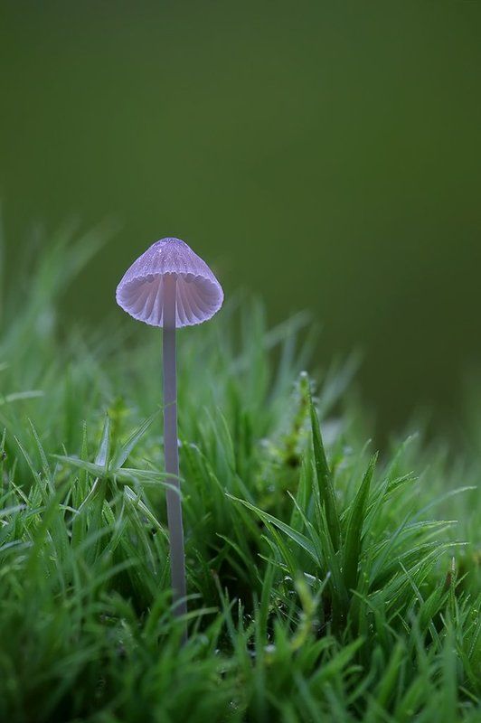 гриб, поганка, мицена Лунтикphoto preview