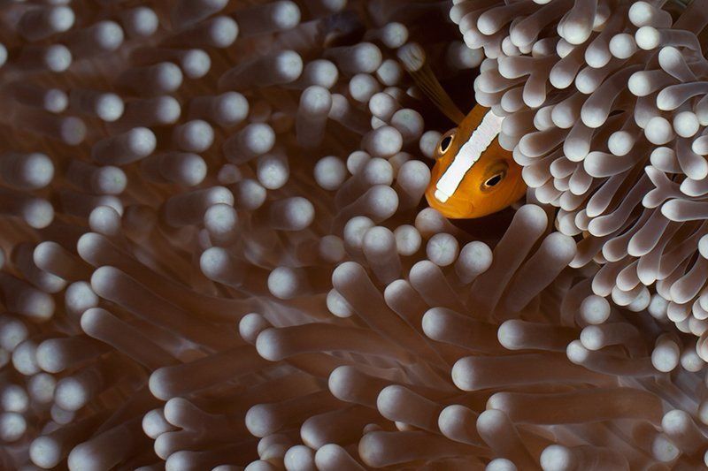 подводная съемка, риф, актиния, вода, рыба, клоун разбудили? фото превью