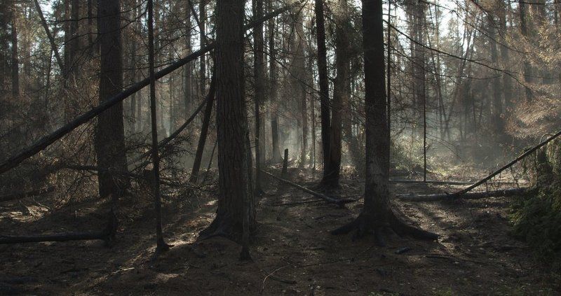 В лесу... фото превью