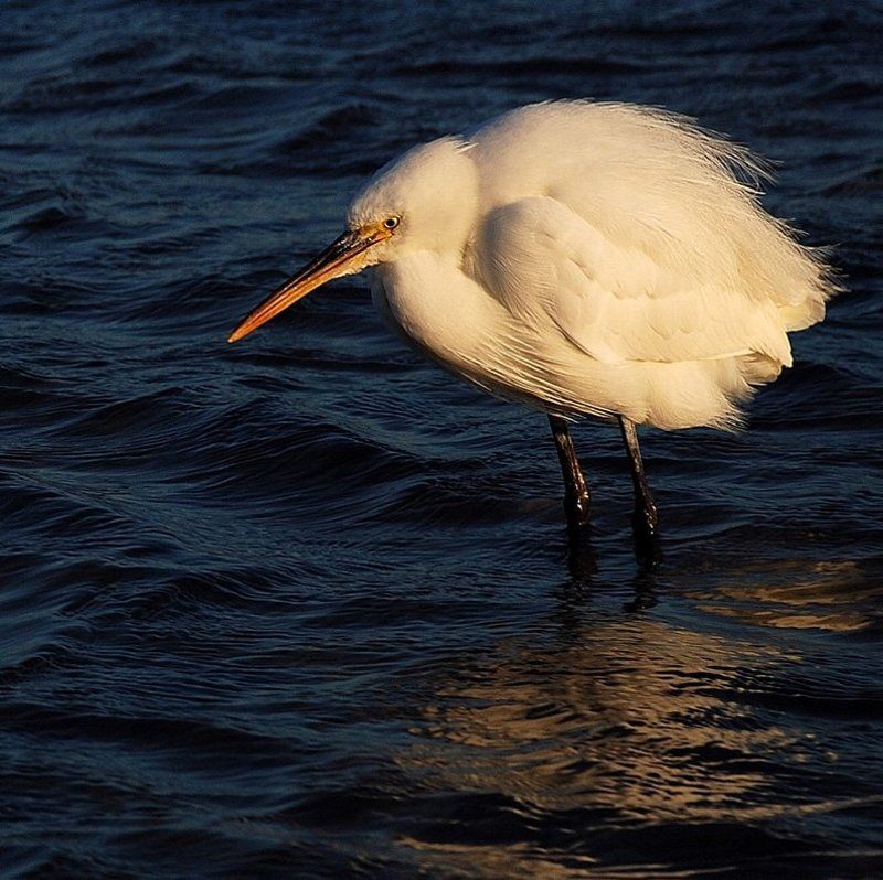 малая_белая_цапля, море_красное, синай ...холодно и зябко на ветру...photo preview