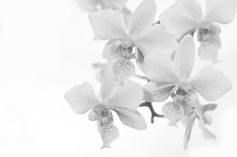 phalaenopsisphoto preview