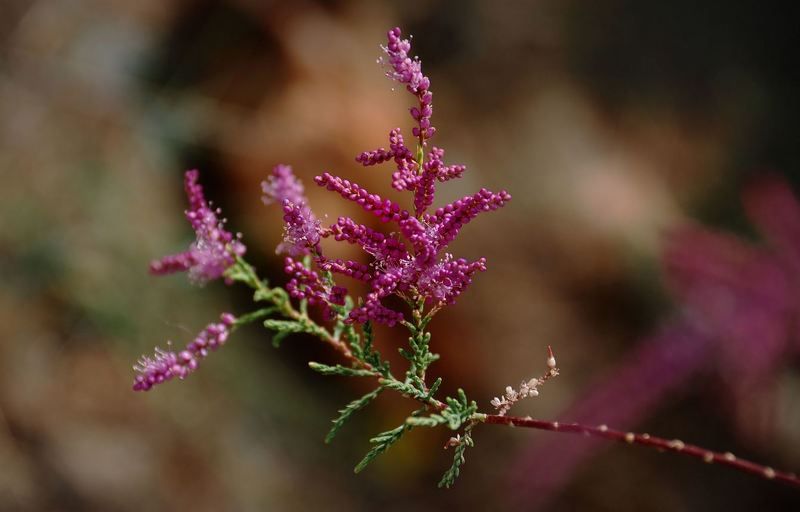 природа Тебе....photo preview