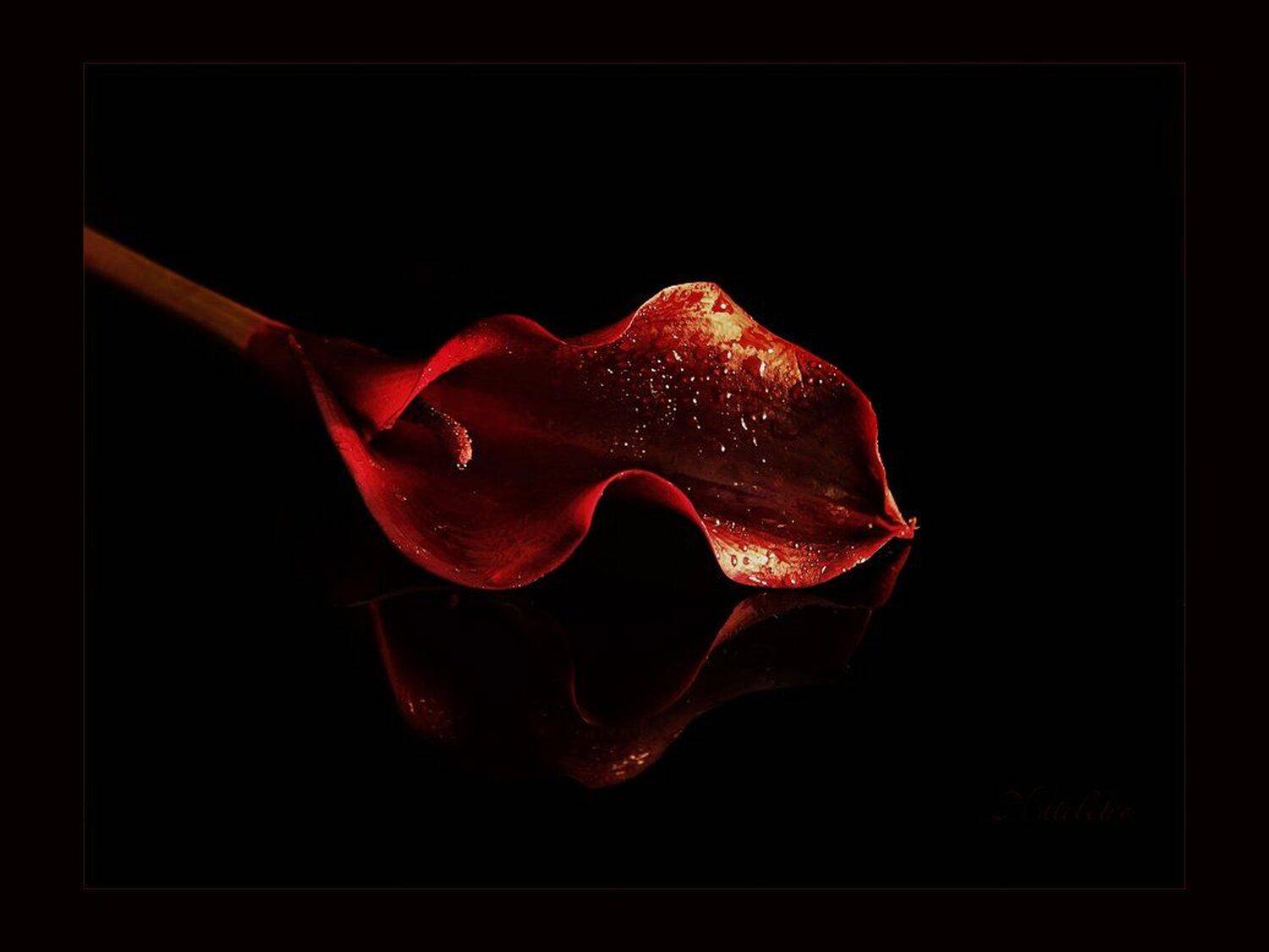 цветок, калла, Наталья Кузнецова (Nateletro)