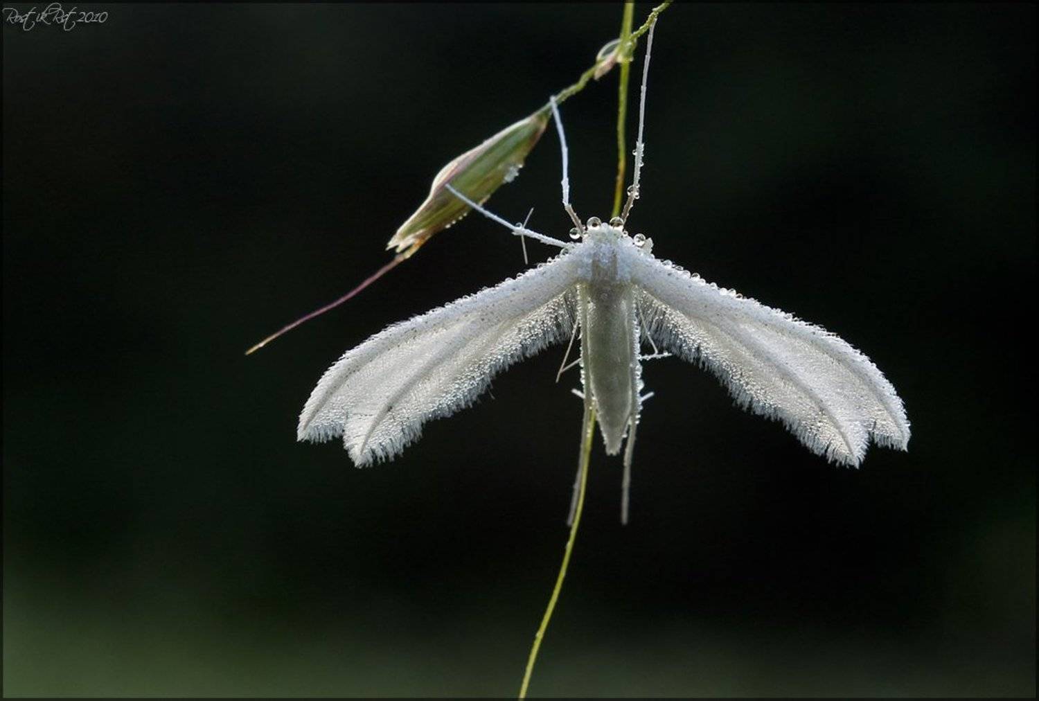 Утренняя прохлада. Автор: Ростислав , Ростислав