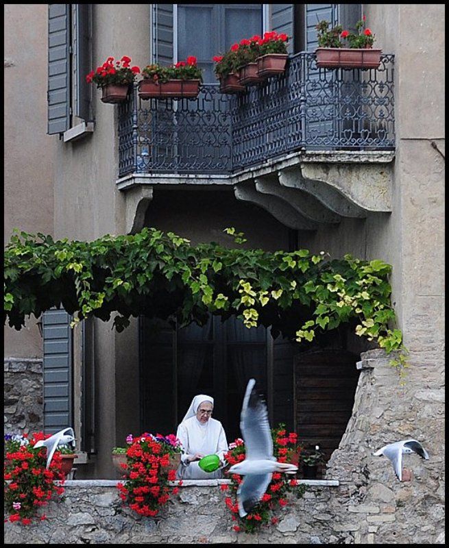 итальянка та что кормит чаекphoto preview