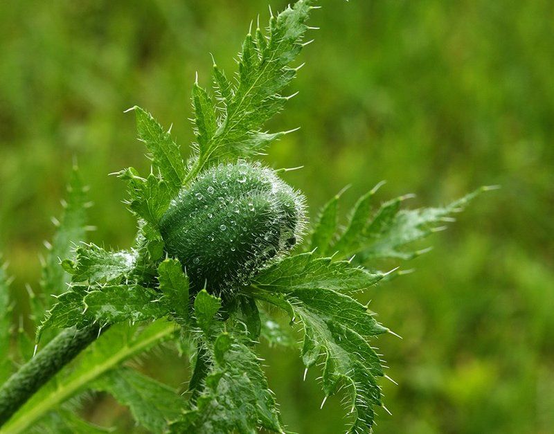 природа, растение, цветы, мак, лето, История одного цветка...photo preview