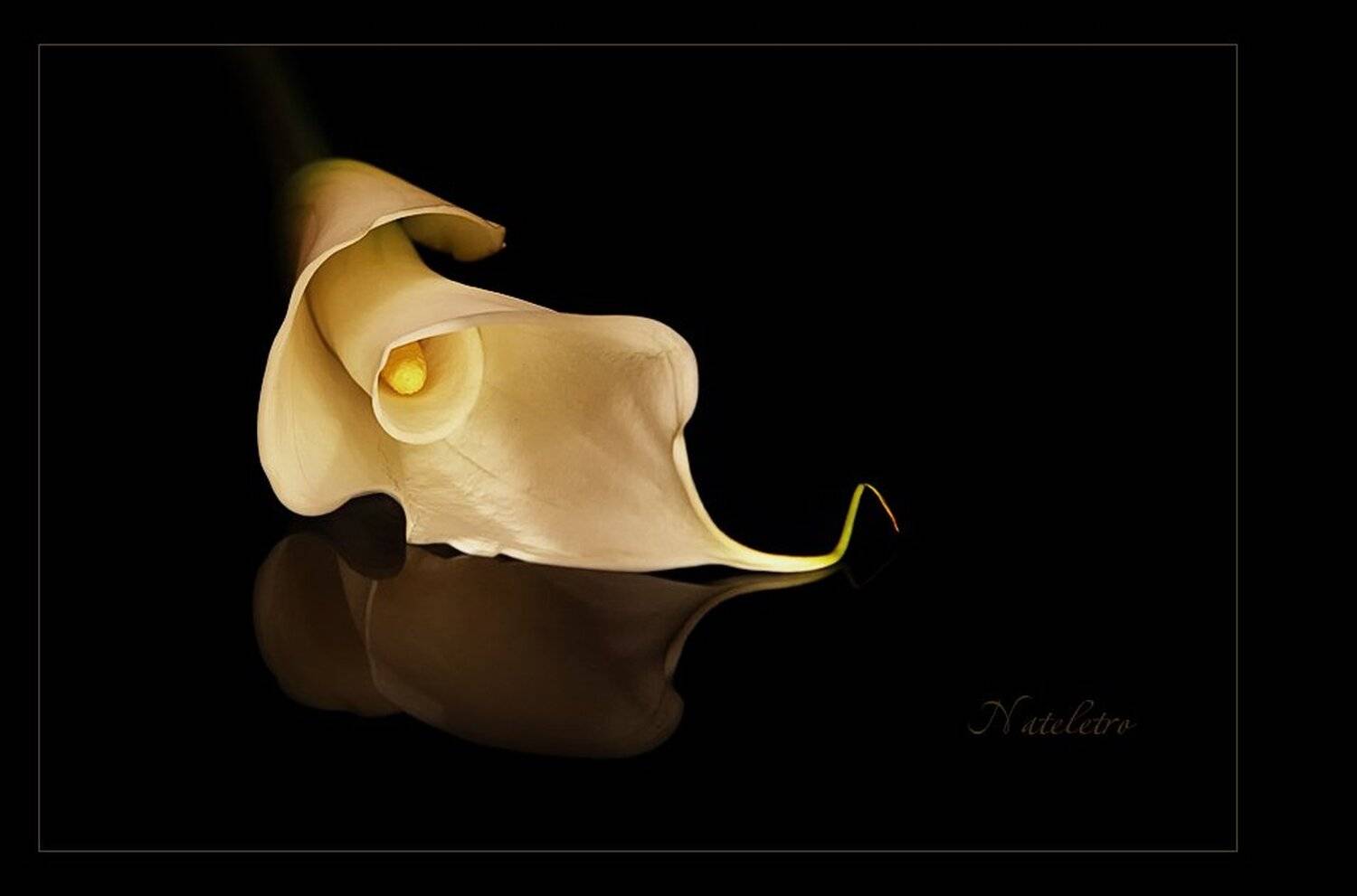 цветок, калла, Наталья Кузнецова (Nateletro)