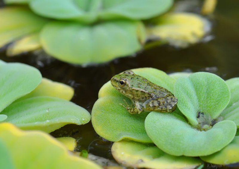 Молодо зеленоphoto preview