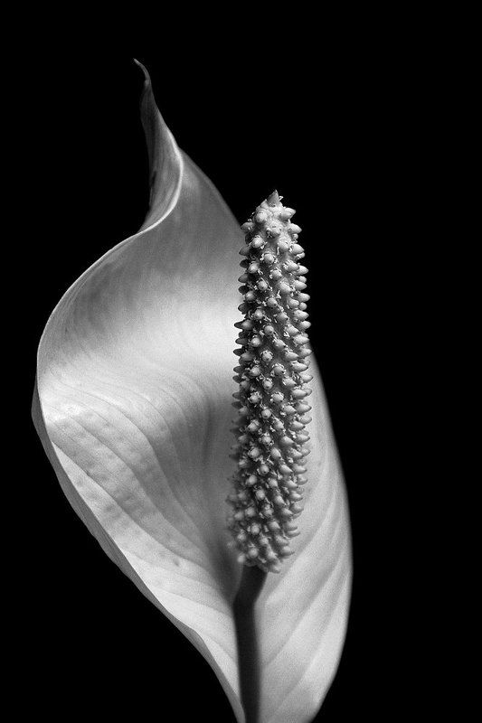 цветок -----photo preview