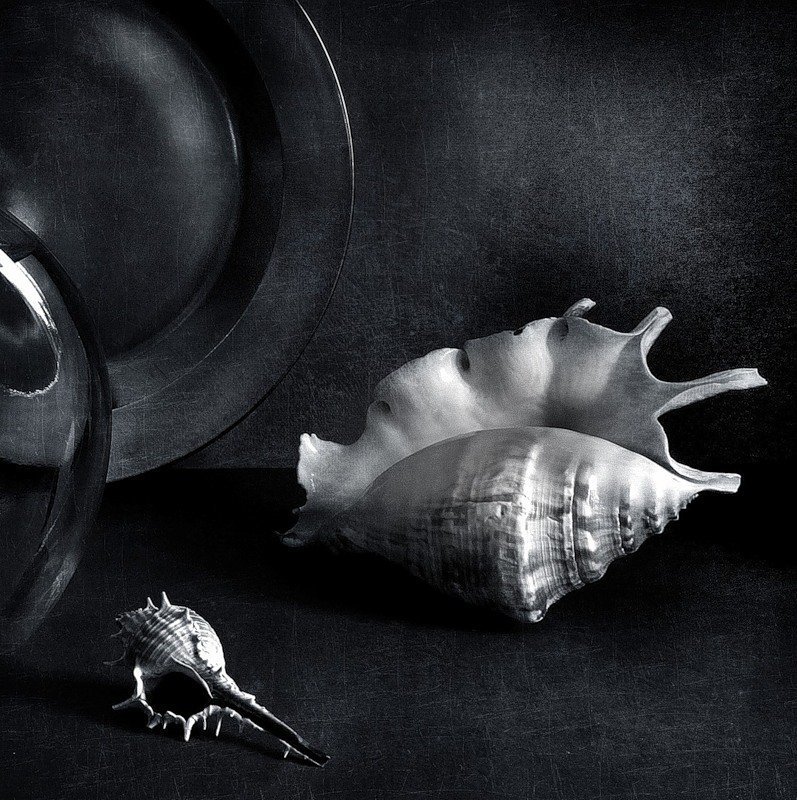 ракушки Две ракушки..photo preview